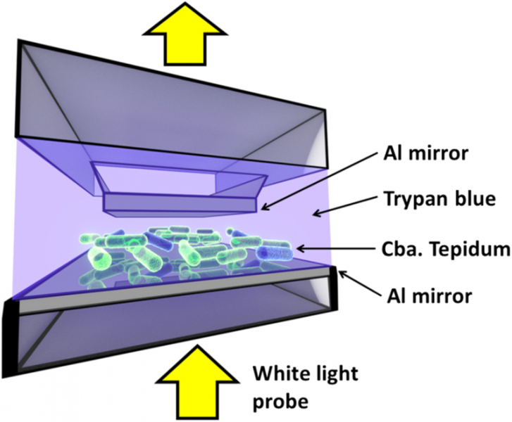 У бактерий заметили квантовую запутанность
