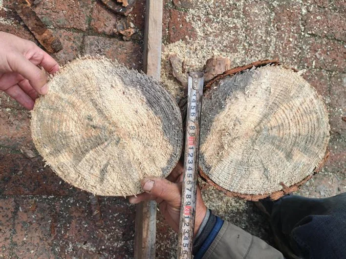 Ученые нашли древнейшие древесные грибы возрастом 160 млн лет