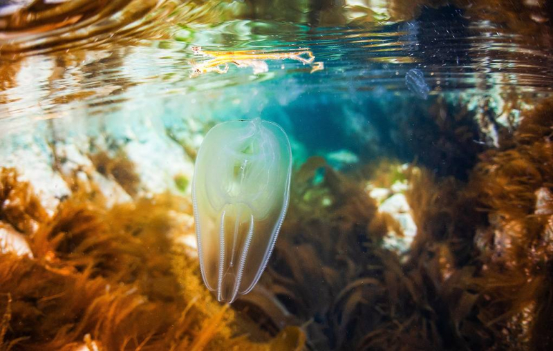 Воссоздан облик обитавшего в океане 580 млн лет назад животного