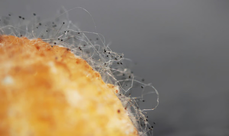 Грибок-убийца из гробницы Тутанхамона оказался ключом к лечению лейкемии