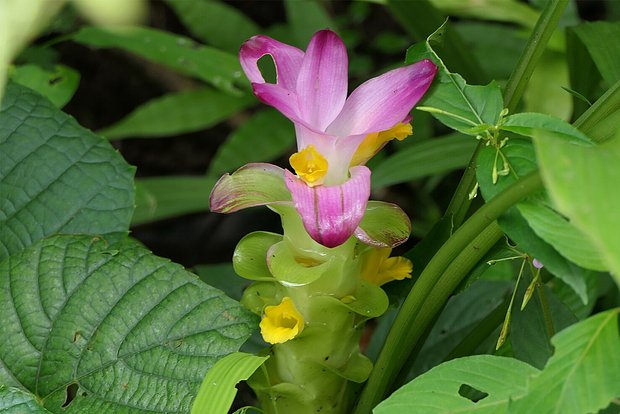 Названы способные остановить супербактерии растения