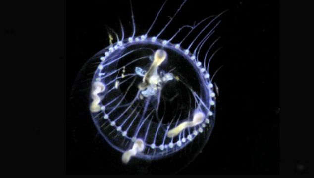 Новый китайский зонд показал мир планктона в беспрецедентных деталях