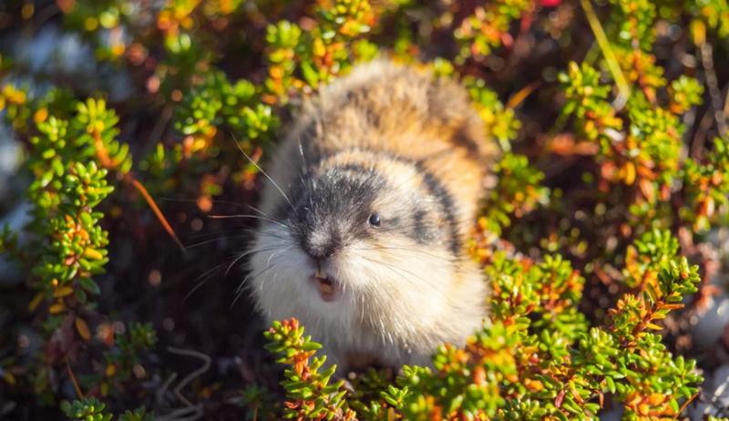 Самый молодой вид млекопитающих на Земле выявили ученые