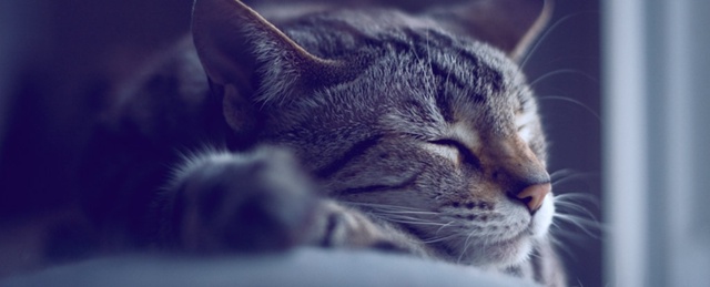 Сон помогает вашему мозгу подготовиться к будущему, и теперь мы знаем как