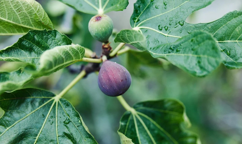 Ученые нашли фруктовое дерево, способное превращать CO2 в камень