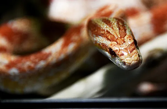 У змей нашли неизвестные науке клетки