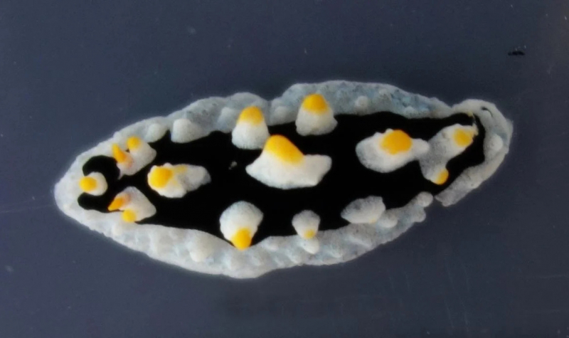 В Индонезии обнаружены два забавных вида морских слизней, похожих на яичницу