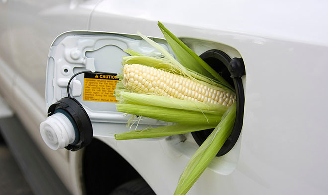 В Омске создали экотопливо на основе кукурузы и опилок с соломой