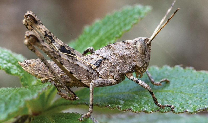 Живое ископаемое : в Кабо-Верде нашли кузнечика Монте-Гордо, который считался вымершим 40 лет назад