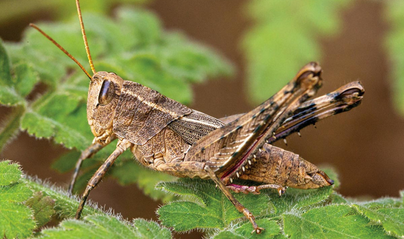 Живое ископаемое : в Кабо-Верде нашли кузнечика Монте-Гордо, который считался вымершим 40 лет назад