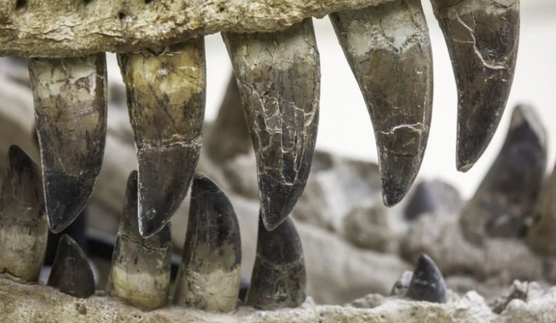 Из зубов динозавров воссоздали доисторический воздух — удивительное открытие