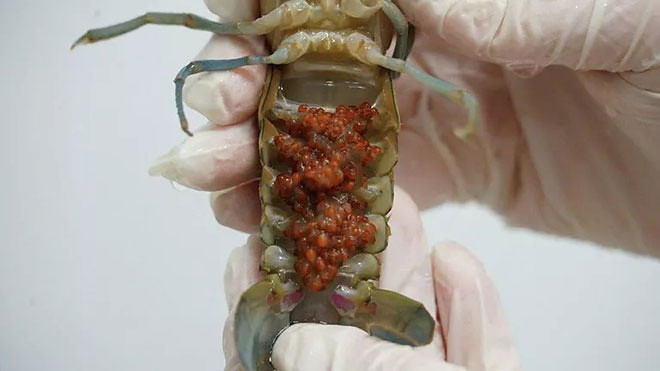 На Дону собираются разводить австралийских красноклешневых раков