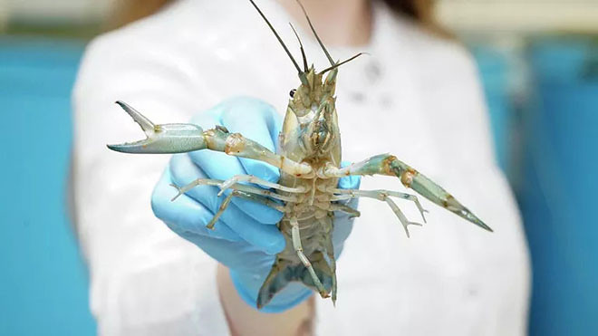 На Дону собираются разводить австралийских красноклешневых раков