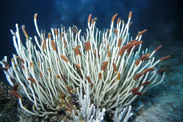 На глубине океана найдены необычные организмы