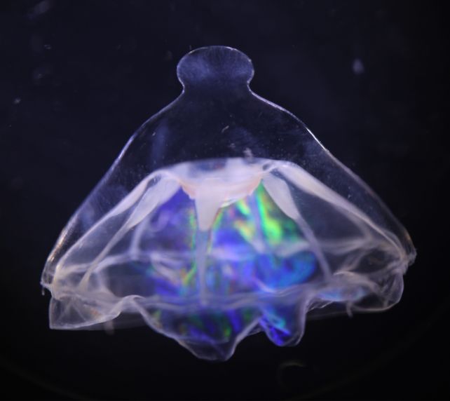 Ученые обнаружили загадочный барьер в океане, который не пересекают медузы