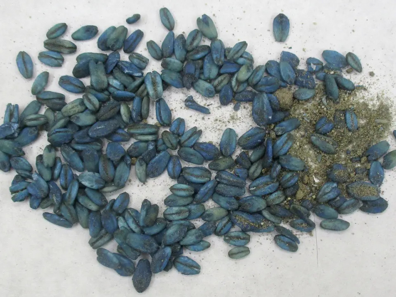 В Калифорнии бьют тревогу из-за обнаружения диких кабанов с синим мясом