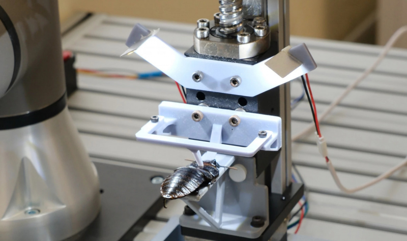 В Сингапуре разработали конвейер для превращения тараканов в киборгов