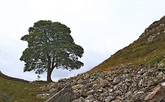 Британские ученые вычислили возраст дерева Робина Гуда