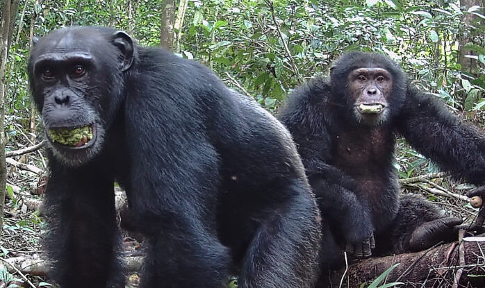 Дикие шимпанзе выпивают по одному эквиваленту литра пива в день