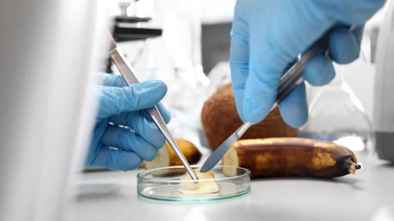 Электричество против отходов: ток превращает испорченную еду в ценные ресурсы