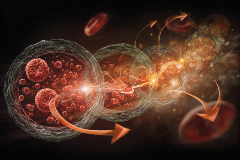 Ключ к старению в крови: умирающие клетки рассылают свои «проклятия»