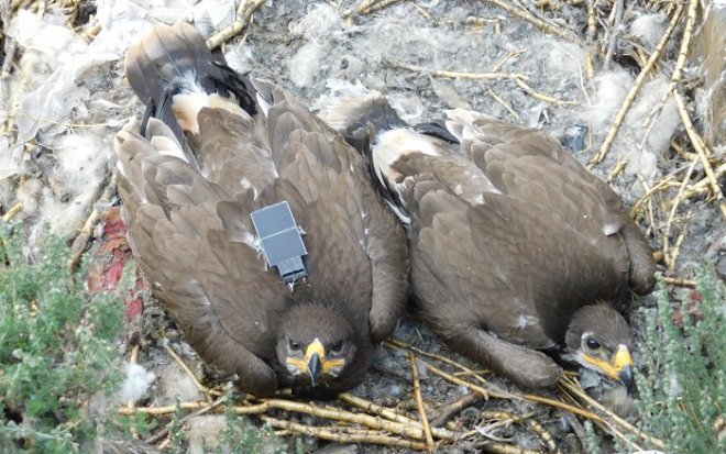 Мигрирующий орел едва не разорил ученых своими путешествиями