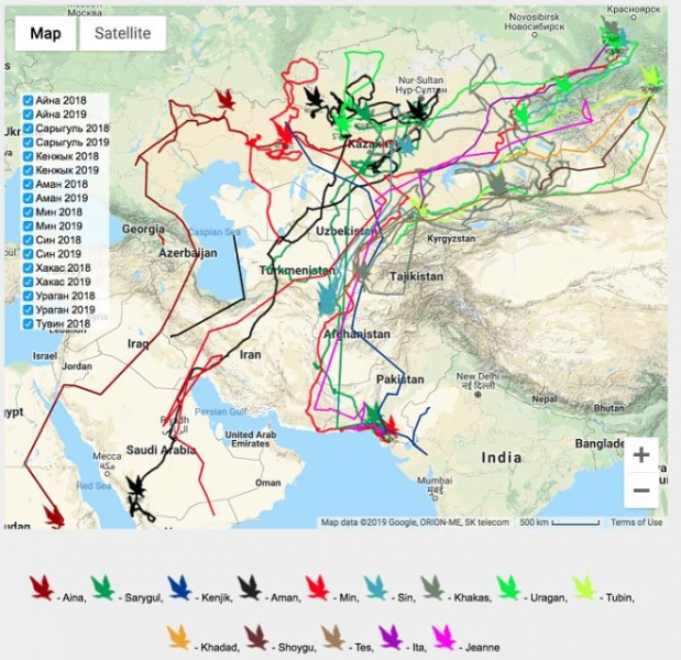 Мигрирующий орел едва не разорил ученых своими путешествиями