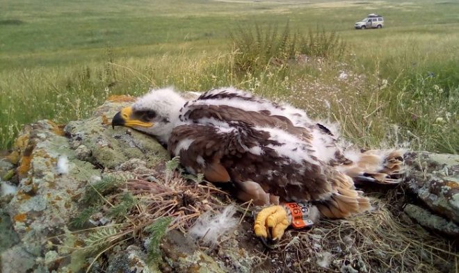 Мигрирующий орел едва не разорил ученых своими путешествиями