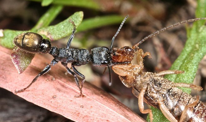Муравьи используют зрительную память и солнце, чтобы найти дорогу в муравейник