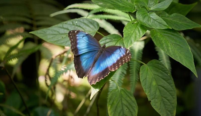Найден вид с самым большим количеством хромосом на планете