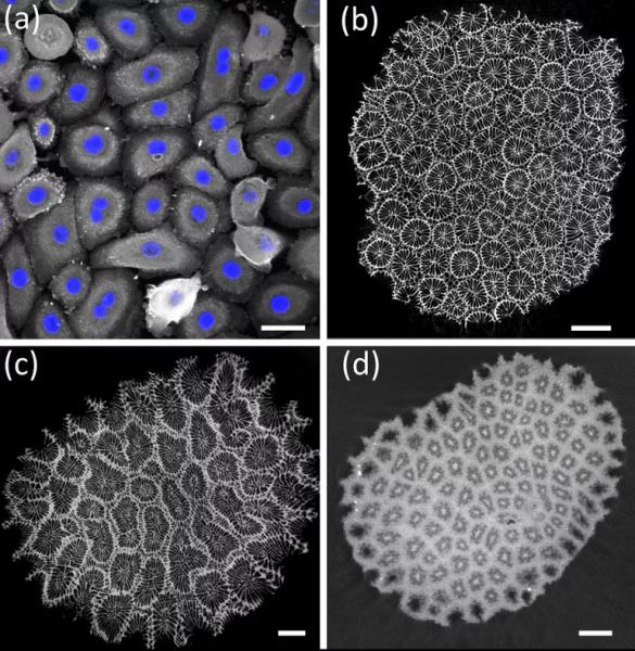 Ученые обнаружили универсальный закон живой природы