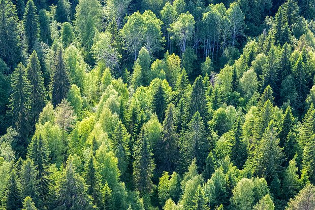 В северной тайге нашли след радиации