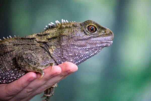 В Великобритании нашли древнейшую в мире ящерицу