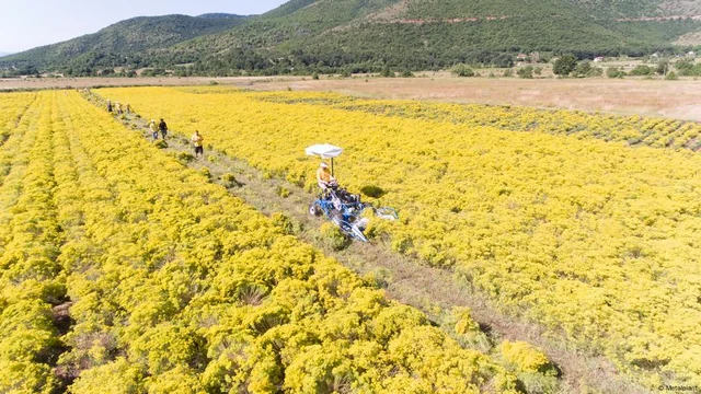 Зелёная лихорадка: цветы становятся новыми старателями в поисках металлов