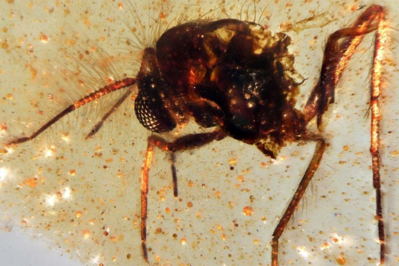 Найдена янтарная «капсула времени» с насекомыми возрастом 112 млн лет