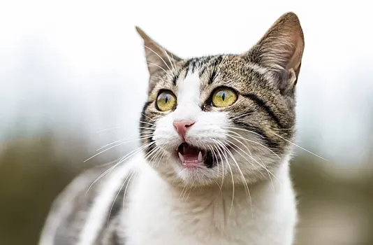 Почему кожа покрывается мурашками, когда мы чего-то боимся?