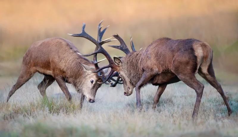 Почему самцы живут меньше самок, выяснили ученые