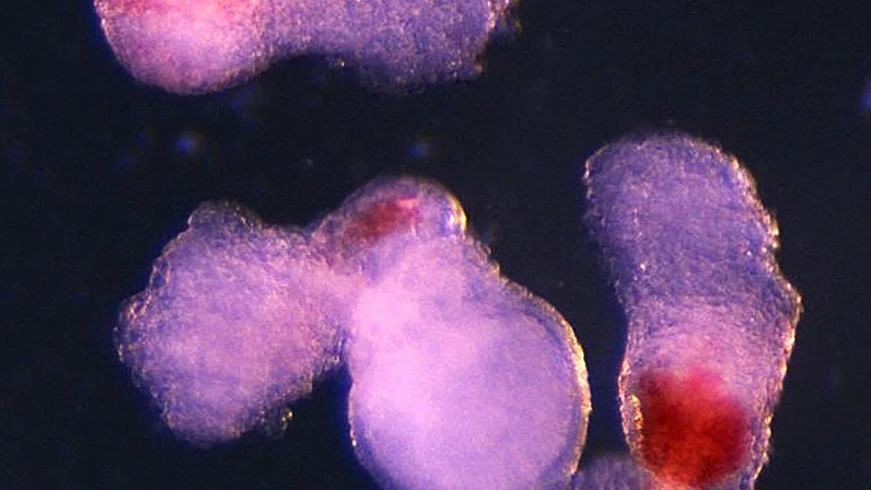 Выращены трехмерные структуры, способные производить