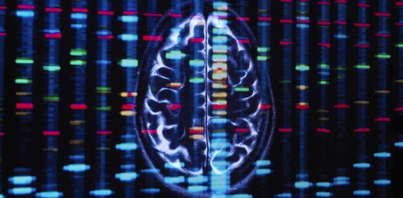 Генетический дуализм: Мозг мужчины и женщины работает по-разному