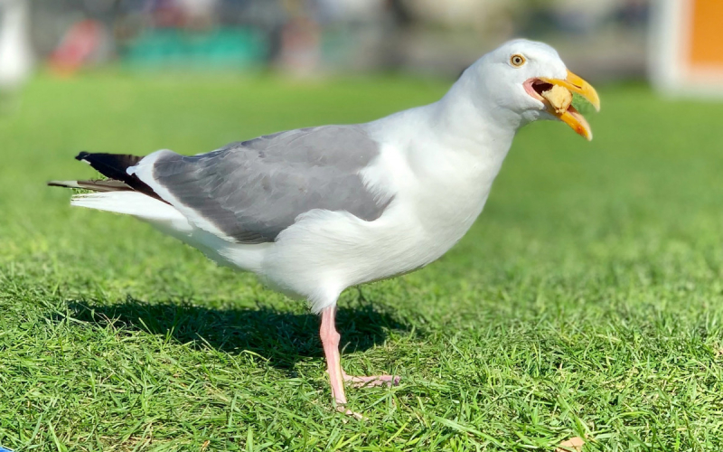 Отборная ругань не даст чайкам воровать еду у людей