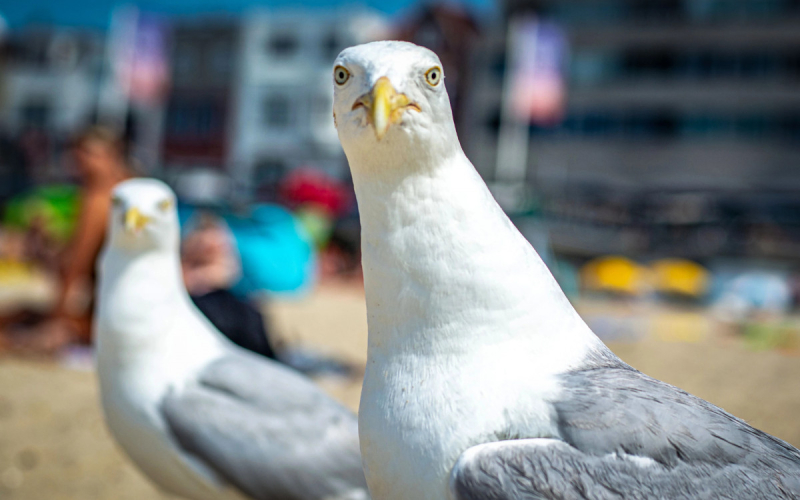 Отборная ругань не даст чайкам воровать еду у людей