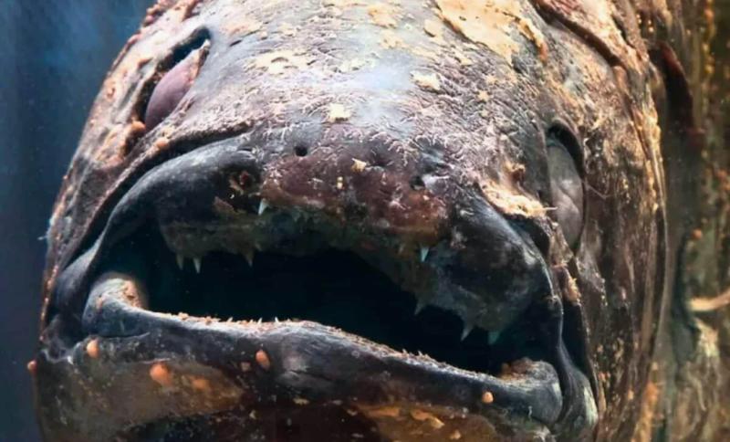 Рыба, считавшаяся вымершей со времен динозавров, впервые снята на камеру в глубоководной впадине