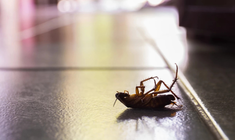 Тараканы выделяют опасные вещества, которые загрязняют воздух помещений
