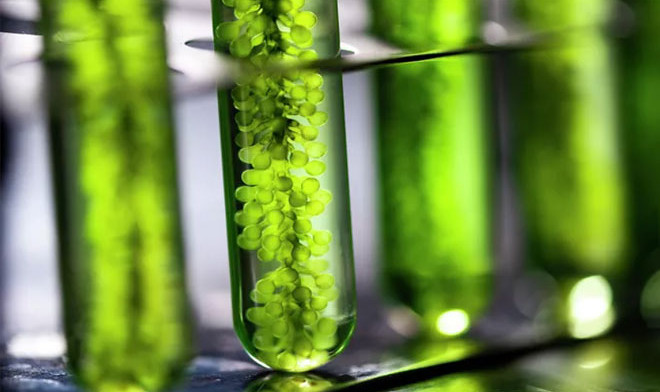 В ТулГУ удалось создать саморазлагающийся пластик из растений