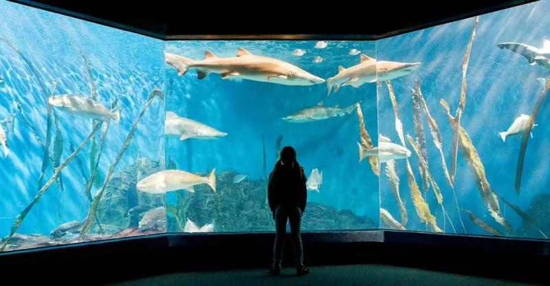 Провал зеркального теста поставил под сомнение всю систему оценки сознания животных, заставив ученых искать новые методы