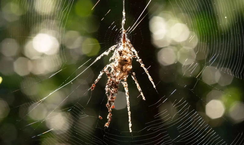 Ради выживания пауки-кругопряды создают из паутины собственных гигантских двойников