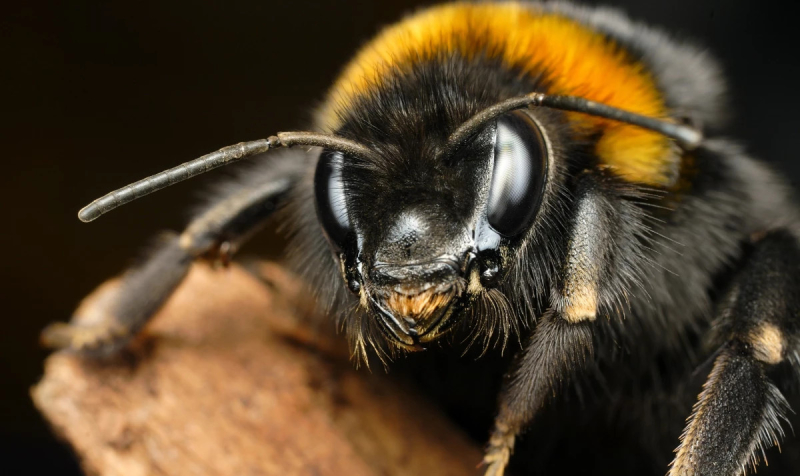 Шмели умеют «заражать» друг друга оптимизмом