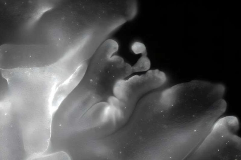 Ученые показали животное, способное складываться подобно оригами