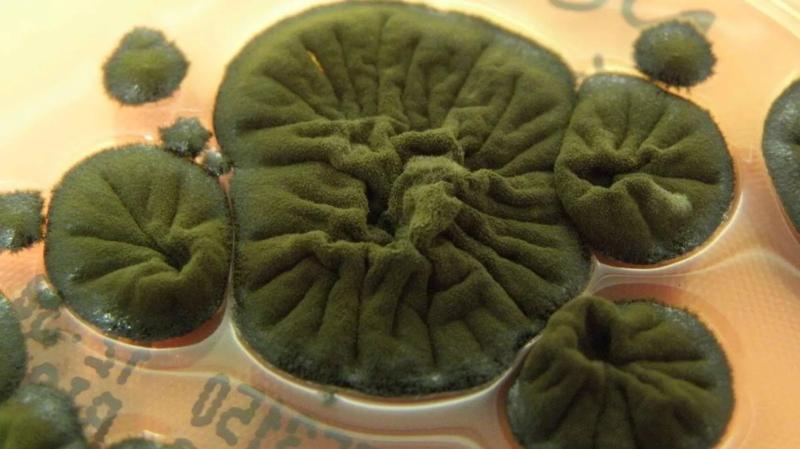 В Чернобыле обнаружили новую форму жизни