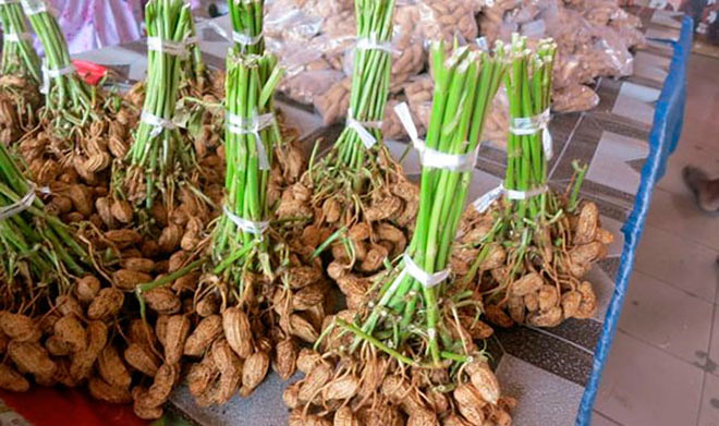 В России вывели новые сорта арахиса, чтобы уйти от его импорта